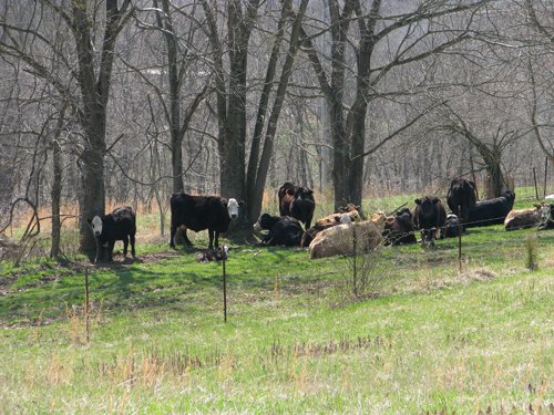Property photo 58 - 137 Acres in 2 Tracts - 64 Tillable Acres, Potential Building Sites, Hunting